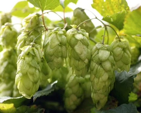 Build A Personal Brewing Corner: Cultivating Hops Proves to Be Simple and Satisfying