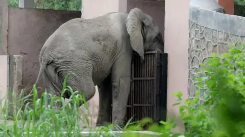 Lonely Existence and Death of India’s Capital’s Lone African Elephant